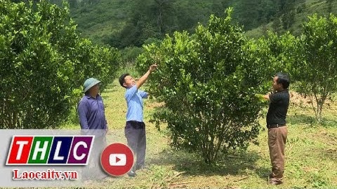 Người nông dân tiên phong trồng quýt Sen ở Tả Ngải Chồ | THLC