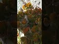 نباتات الزينة المنزلية في الجزائر 
