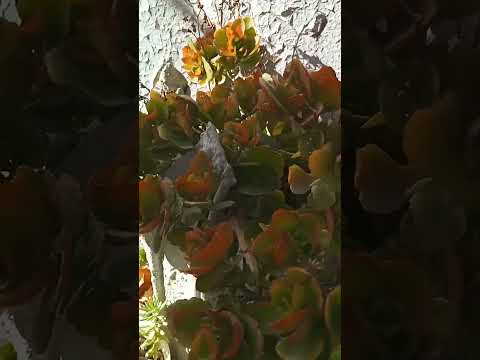 نباتات الزينة المنزلية في الجزائر