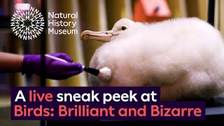 A sneak peek at our new exhibition, Birds: Brilliant and Bizarre