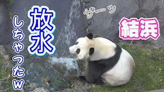 21日本で暮らすパンダたち Youtube