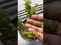 Jade Plant Leaf Falling Reason And Cure #jadeplant #succulent #gardeningtips #shorts