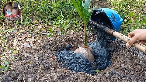 Cách trồng Dừa nhanh lớn mau cho trái thật là đơn giãn #vanthoitv