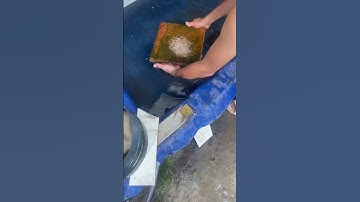 Cách lấy trứng và ấp cá tai tượng châu phi #aquascapegallery  #aquarium #fish