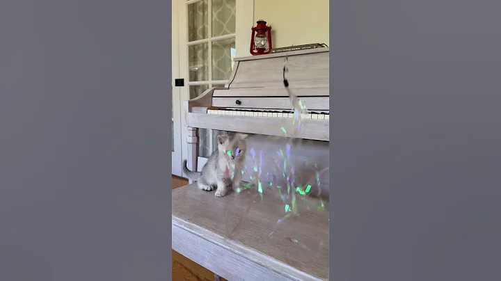 Video 10950531: cattery british