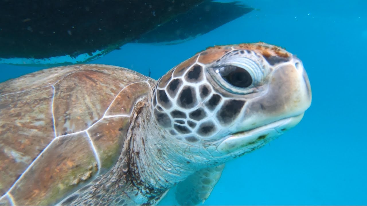 Bridgetown: Carlisle Bay Turtle and Shipwreck Boat Cruise