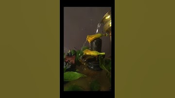 चर्म रोग कैसा भी हो सोमवार के दिन कनेर के फूल से करें यह उपाय!#pradeep_ji_mishra #mahadev