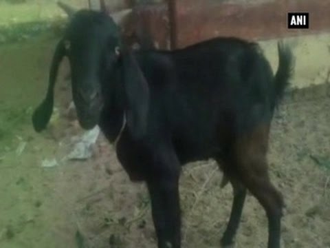 Goat arrested for grazing in judge's garden in Chhattisgarh