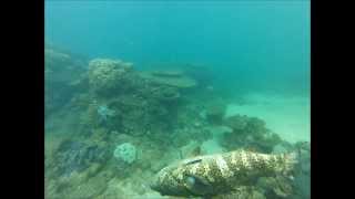 Spearfishing north west