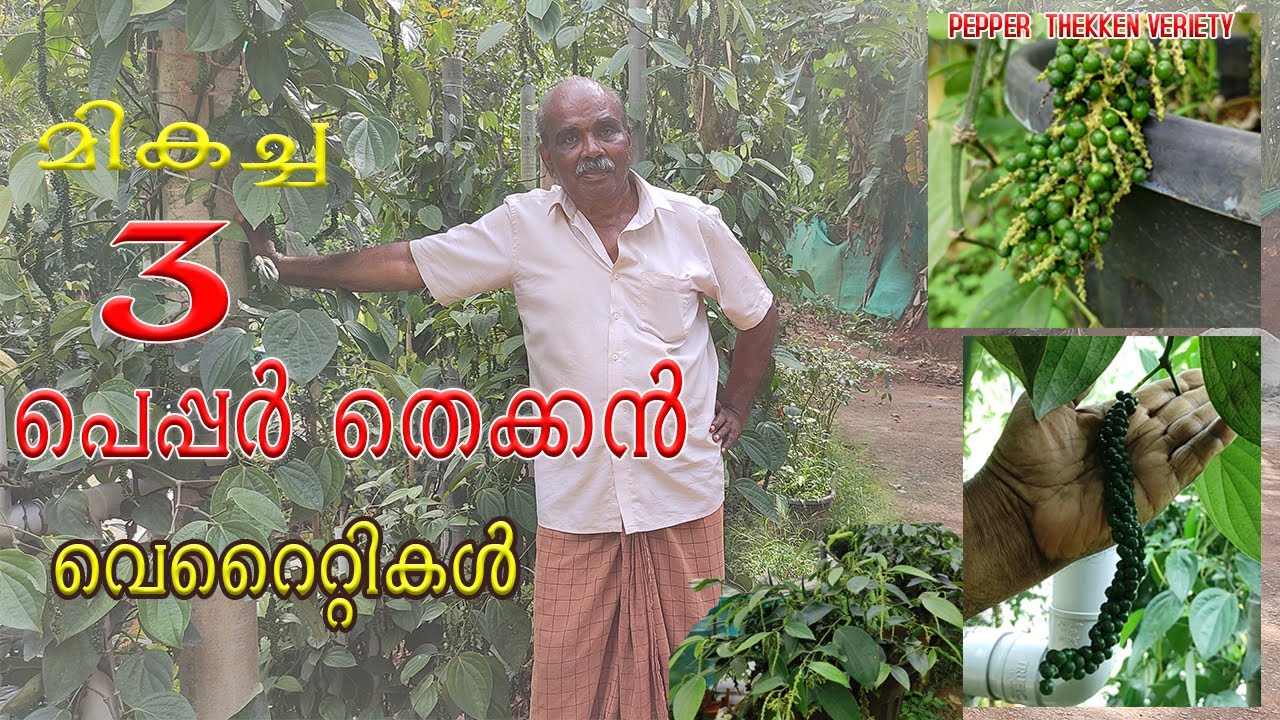 Перец Южный перец 3-го сорта | Перец Вериети | выращивание перца | Нджаанору малаяли