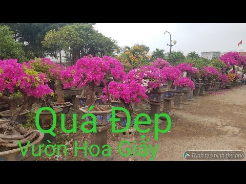Video Hoa giấy đẹp nhất Việt Nam đây rồi - Thi Chơi - youtube