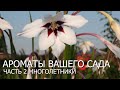 Ароматы вашего сада - часть 2 - многолетники