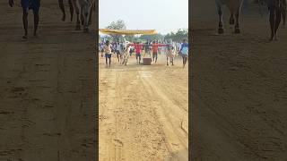 ఎంత లోడ్ అయినా లాగే  సత్తా ఉన్న బుల్స్