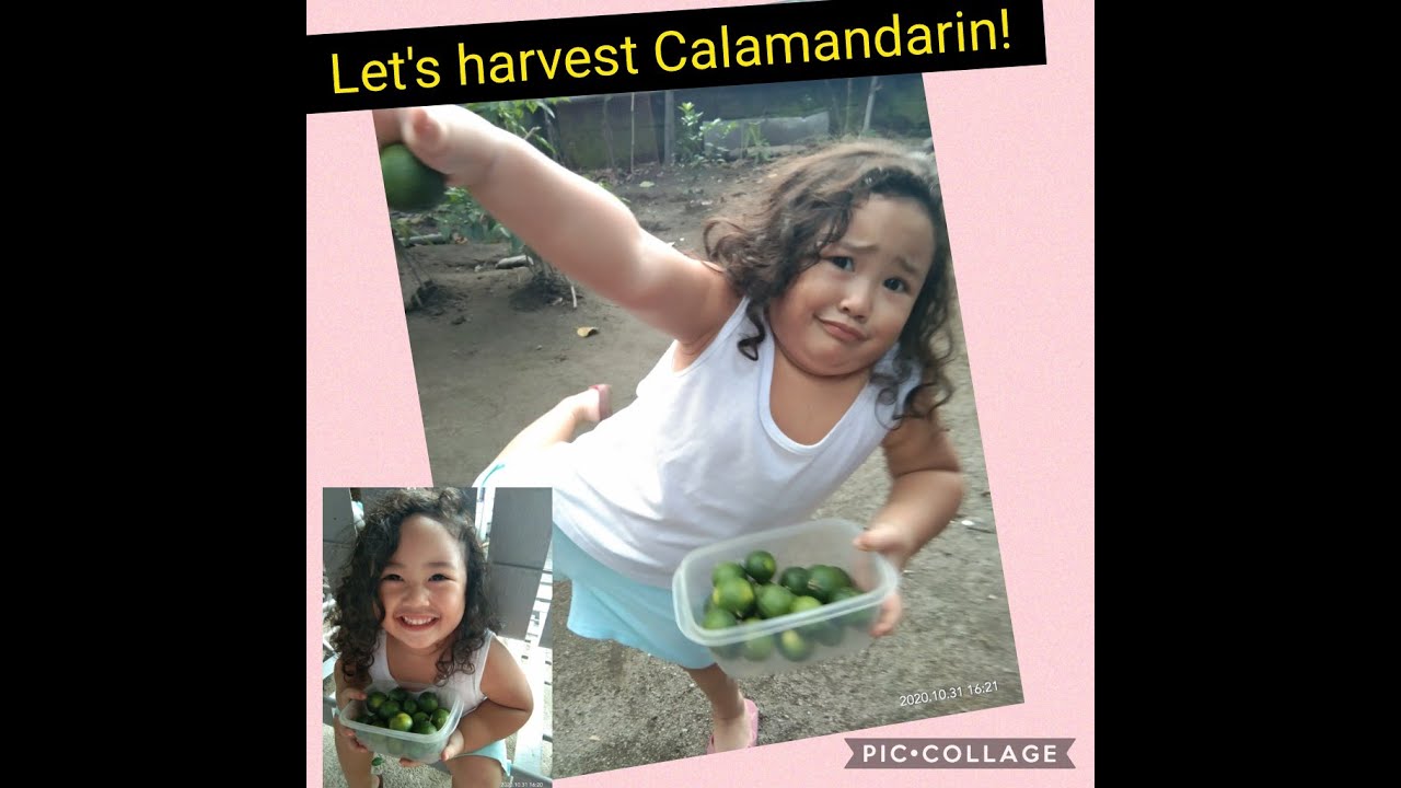 Let's harvest Calamandarin || Calamandarin