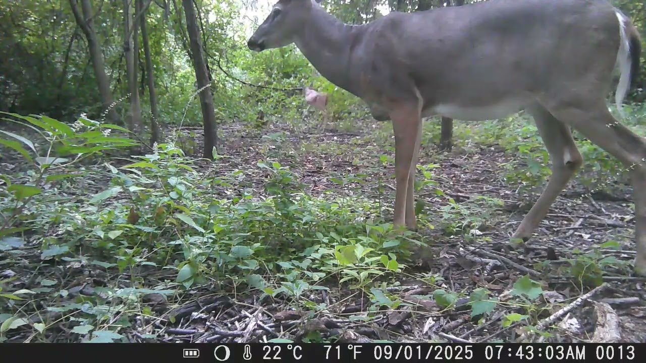 CITWC Nature Park Trail Cam Video 