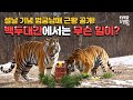 설 선물이 도착했습니다🎁 백두대간수목원 #범궁남매 🐯 근황 공개 | 에버랜드