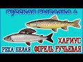 РР4 РЕКА БЕЛАЯ ФОРЕЛЬ РУЧЬЕВАЯ / РУССКАЯ РЫБАЛКА 4 БЕЛАЯ ХАРИУС / RUSSIAN FISHING 4 BELAYA RIVER