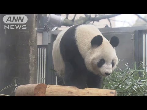 上野のパンダ展示再開  「動物園での自然交配珍しい」(17/03/02)