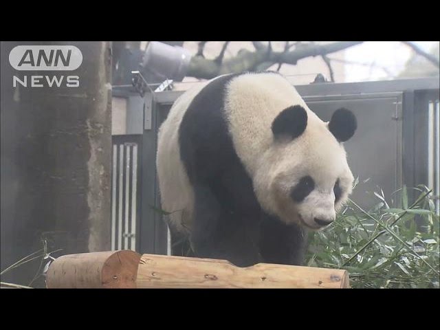 上野のパンダ展示再開「動物園での自然交配珍しい」(17/03/02) - YouTube