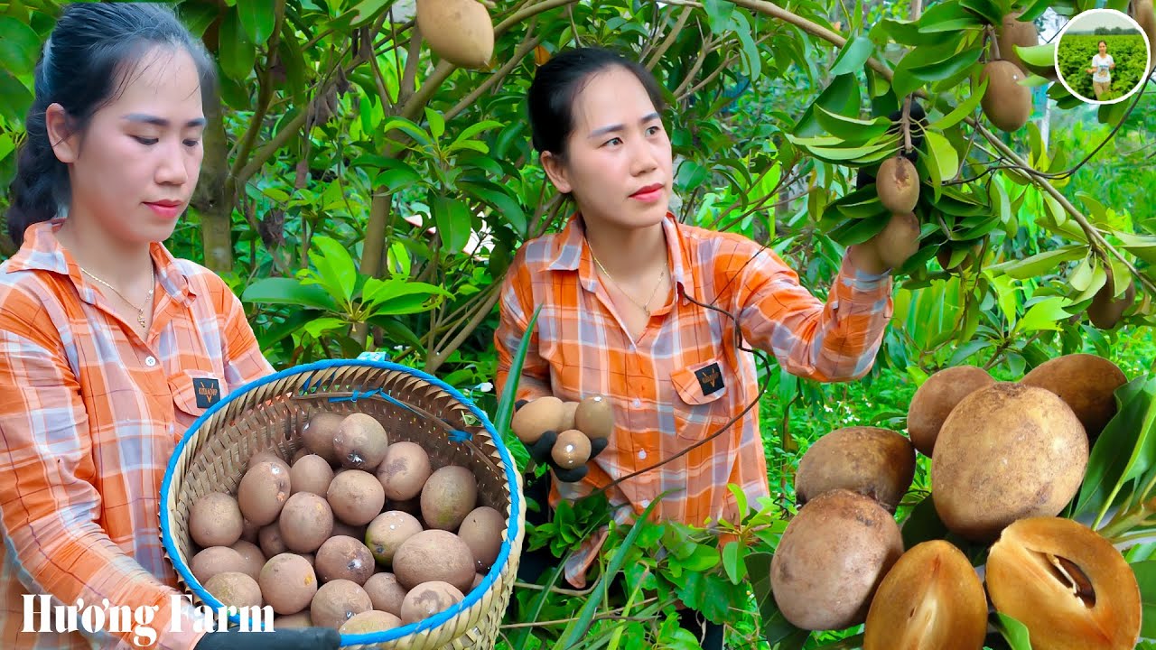 Harvesting sapodilla fruits to sell at the market - Animal care | Huong ...