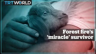 Turkish farmer happy baby goat survived devastating fire