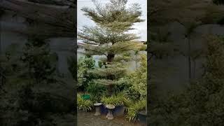 Dijual Pohon Ketapang Varigata, chat WA : 0812 6037 0045. Ready Tanaman Hias & Tanaman Buah.