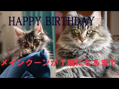 メインクーンが1歳になるまで!!成長と初猫飼い主との1年。猫風邪、アレルギーを経て元気な一歳になりました。Until Mainecoon is one year old.Happy birthday♡
