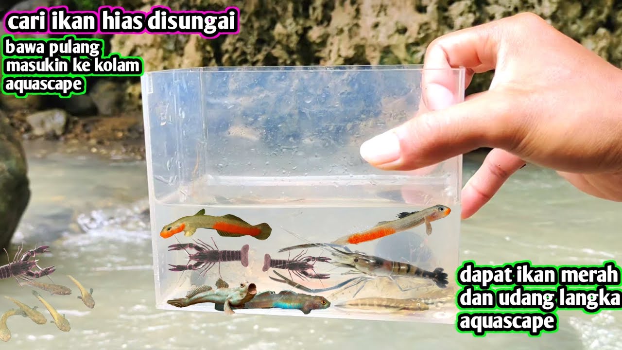 MENCARI IKAN HIAS DI SUNGAI DAPAT IKAN MERAH DAN UDANG AQUASCAPE LANGKA