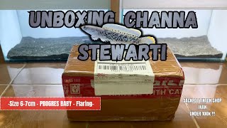 Unboxing Channa Stewarti Under 100k || Tips and Trick Progres Baby Stewarti 6-7cm Langsung Flaring..