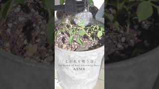 【ASMR】土に水が染み込む音 / The Sound of Soil Absorbing Water #asmr #観葉植物 #癒し #plants #植物 #naturesounds