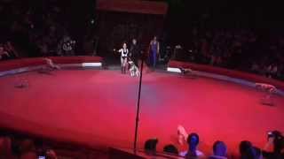 Дрессированные собаки пуделя цирковой номер с собаками-Trained dogs poodle circus dogs