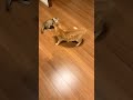 負けん気が強い子猫ちゃちゃ