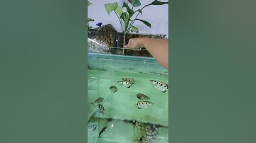 Cao xạ pháo (cá mè rỗ) ăn mồi cực nhạy