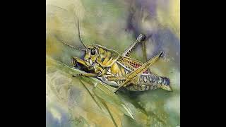 Spiritual Meaning of Seeing Grasshoppers