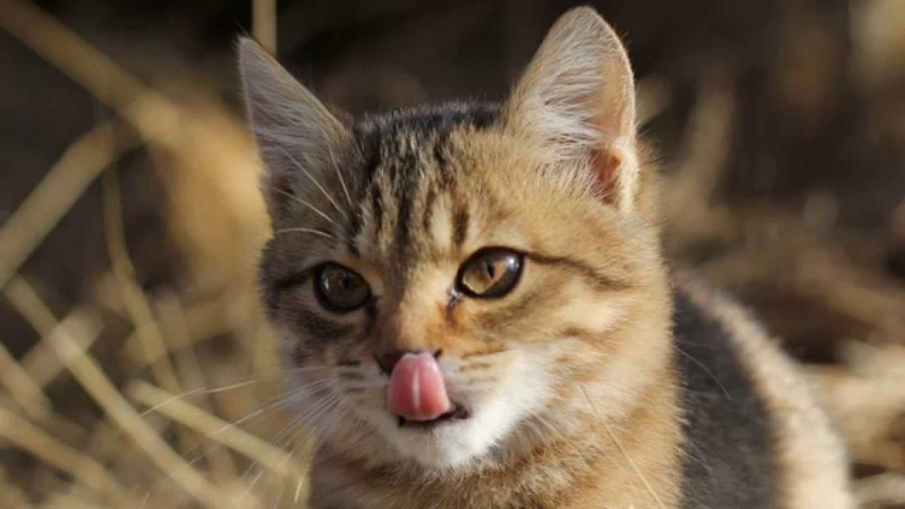 Дизайнерский кот. Карманные котята фото. Нос кошки. Кошка в панике. Заботливая кошка.