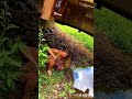 WTF!? Surviving In Wild Girl Set Caught Octopus To Cook For Dinner But Found Dead Snake in Australia