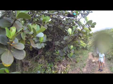 GoPro Fail - Missed Hummingbird Boiling Lake Dominica