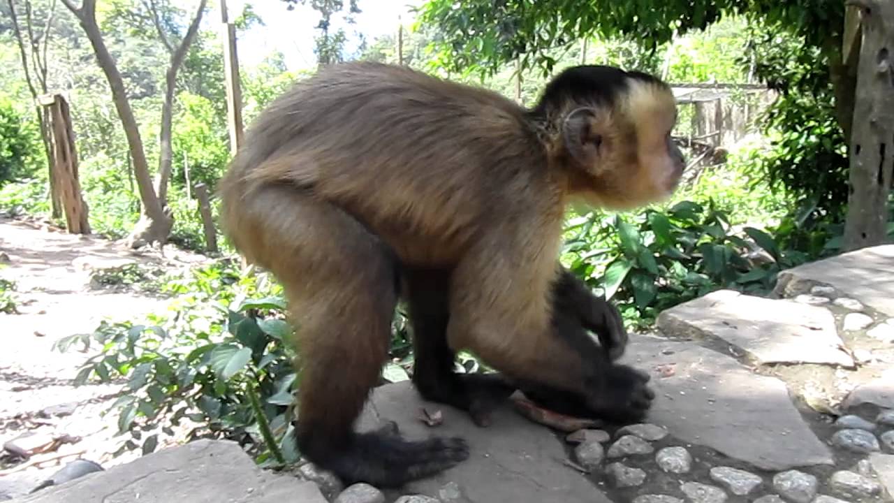 Capuchin Monkey using a Tool - La Senda Verde Animal Refuge - YouTube