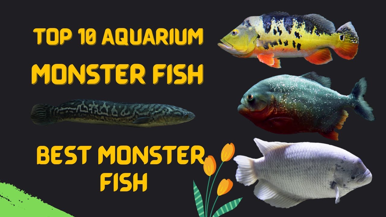 Top 10 Aquarium Monster Fish Best Monster Fish For Aquarium YouTube