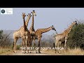 The best of south africa