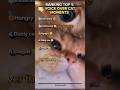 RANKING TOP 5 CAT MEMES #cat #viral #cute #meme #funny