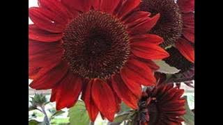 Download lagu Love rain ost..(Shiny Love....)