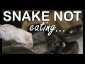 SNAKE NOT EATING? Here's how to fix it! [Feeding strike solution]