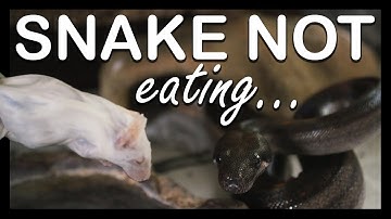 SNAKE NOT EATING? Here
