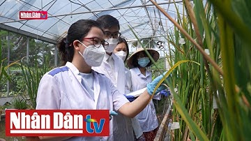 Ứng dụng công nghệ nâng cao chất lượng lúa gạo | Khoa học và đời sống