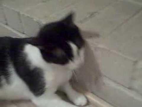 Helena adoption video www.catsforlife....