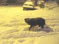 Jake dog in the snow