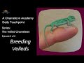 Breeding Veiled Chameleons
