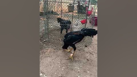 Menyuam Qaib Thai for 2022