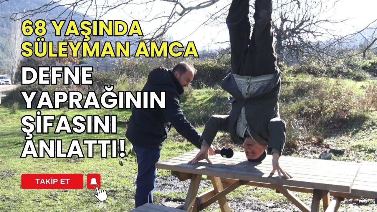 DEFNE BİTKİSİ YETİŞTİRİCİLİĞİ | TIBBİ AROMATİK BİTKİLER